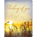 6pk Cards C50 Thinking Of You - Tiger Feet Ireland