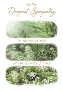6pk Cards C50 Sympathy - Tiger Feet Ireland